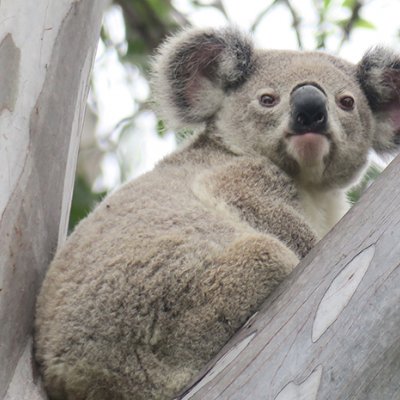 A koala sitting in a tree